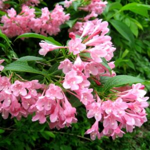 Вейгела цветущая “Розеа” в Югорске