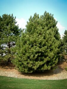 Сосна Чёрная (Pinus Nigra) в Югорске
