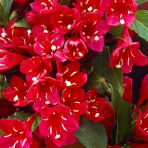 Вейгела цветущая “Ред Принц” в Югорске