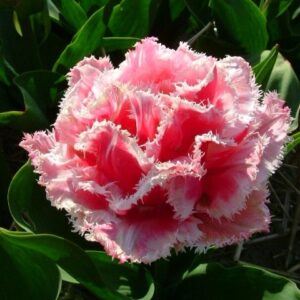 Тюльпан бахромчатый Квинсленд (QUEENSLAND) в Югорске
