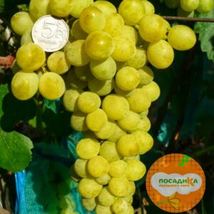 Виноград Амурский Белый (Высокоурожайный, ранний сорт) в Югорске