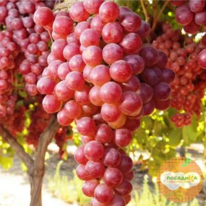 Виноград Виктория винная в Югорске