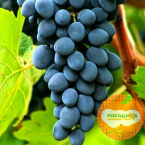 Виноград Молдова в Югорске