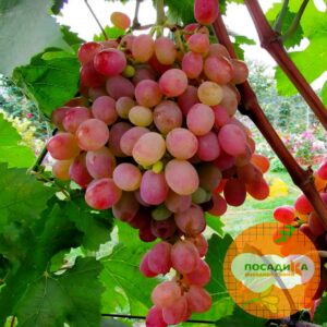 Виноград Тайфи розовый в Югорске