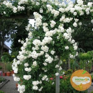 Роза плетистая Белый каскад в Югорске