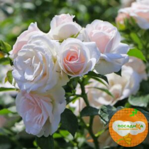 Роза почвопокровной Аспирин в Югорске