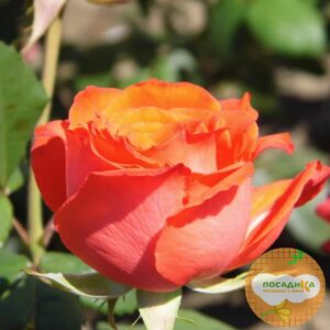 Роза Чайно-Гибридная Анжелика в Югорске