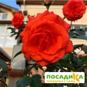 Роза плетистая Майнтауэр в Югорске