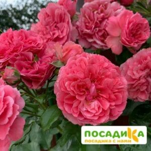Роза плетистая Розариум Ютерзен в Югорске