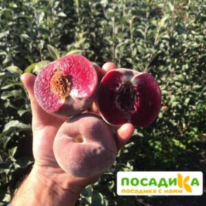 Персики с красной мякотью ЭРИТРОКАРПА в Югорске