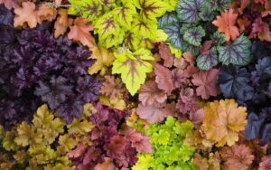 Гейхера: посадка и выращивание “самоцветов” тенистого сада